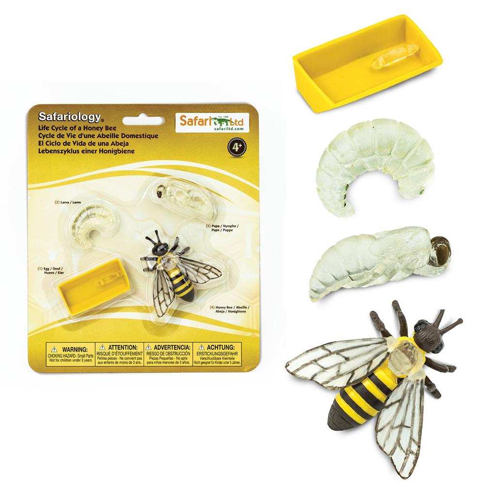 abeja larva Abeja del ciclo de vida Ciclo de vida de los insectos Modelo de evolución de animales Educación Biología Crecimiento Evolución Los juguetes para niños contienen huevo crisálida y abeja 