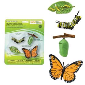 Ciclo de la vida mariposa, Safari